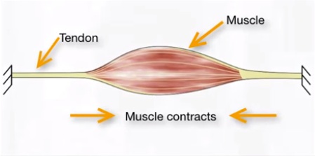 musculotendon